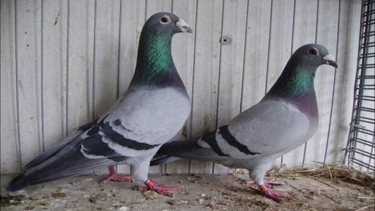 مكافحة الحمام