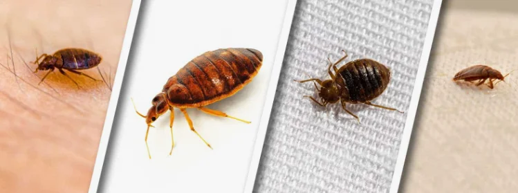 ارخص شركة مكافحة حشرات بجدة